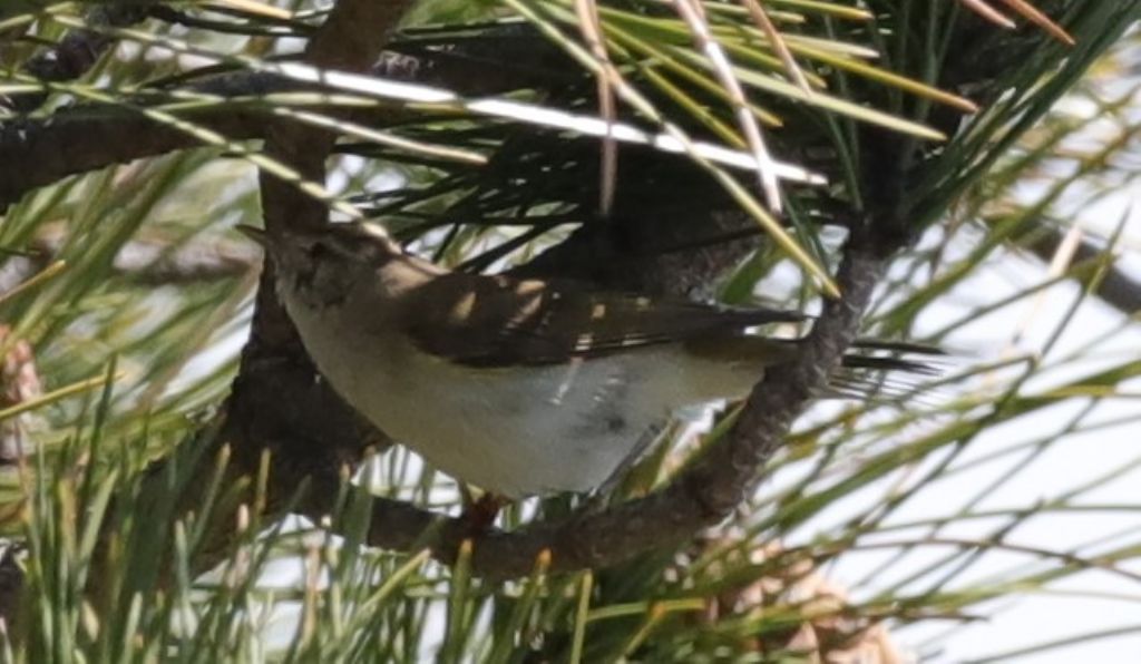 Quale Lui ?   Lu bianco (Phylloscopus bonelli)